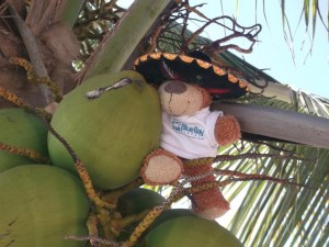 Bayley getting back to nature at Excellence Playa Mujeres