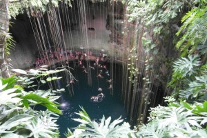 The Vines of Cenote