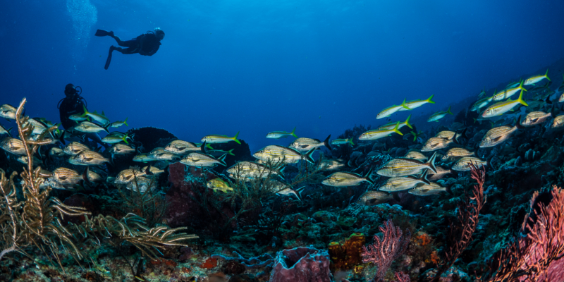 Abundant marine life diving in Tulum