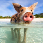 Pigs, The Bahamas