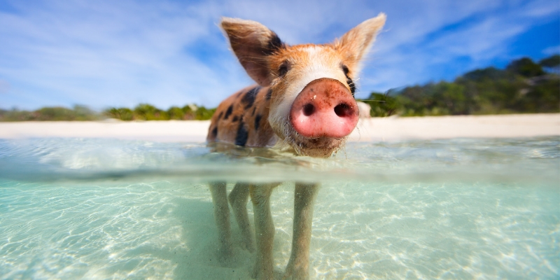 Pigs, The Bahamas