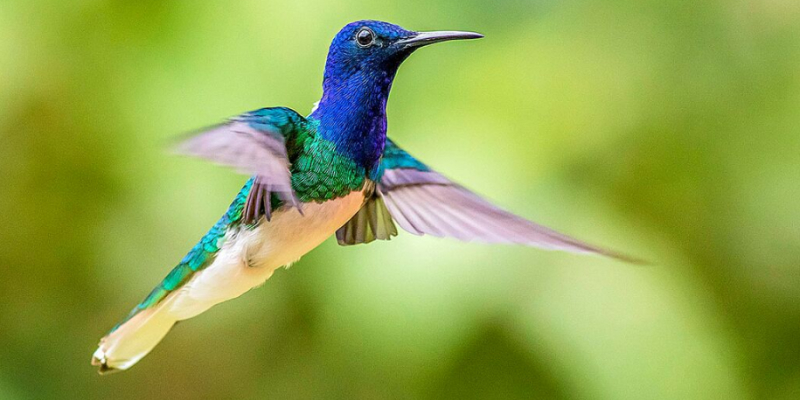 nature in Tobago with Caribbean Warehouse