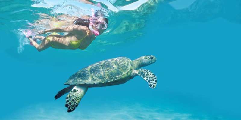 Tobago diving with turtles