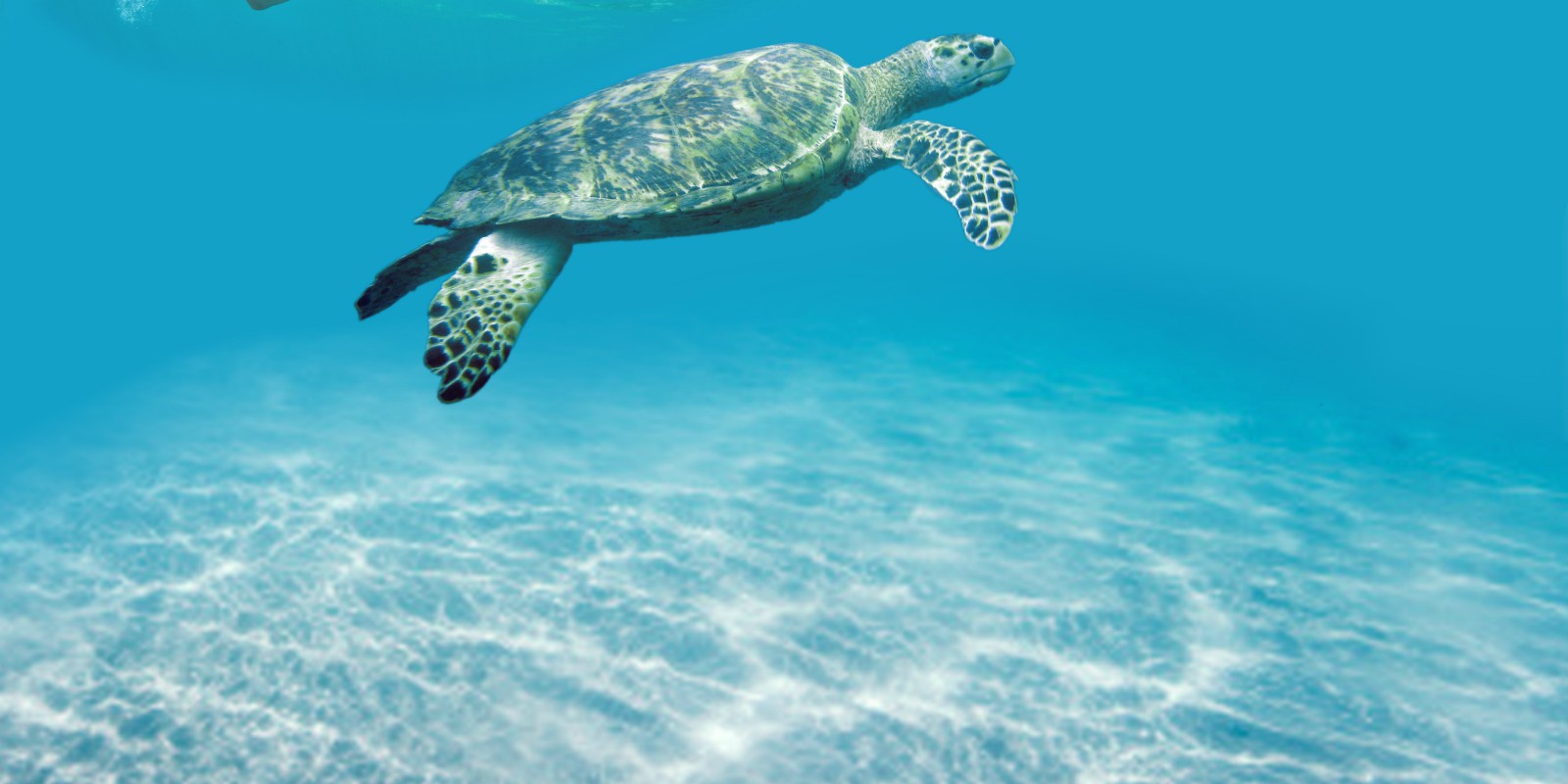 Tobago turtle