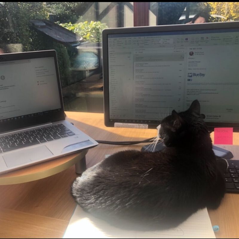 Emily has some extra paws to keep her productive