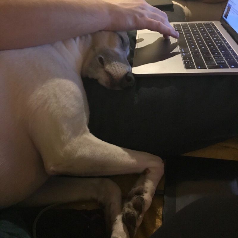 Craig's pooch Evie is bored of her dad trying to teach her coding already