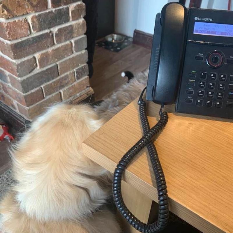 Clare's dog Ollie is ready to take your call