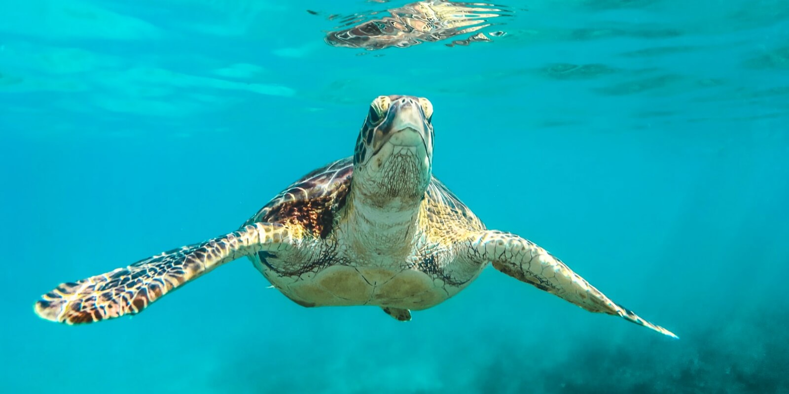 sea turtle in Barbados