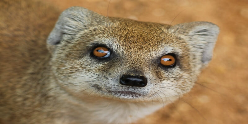 Mongoose are prevalent in Barbados