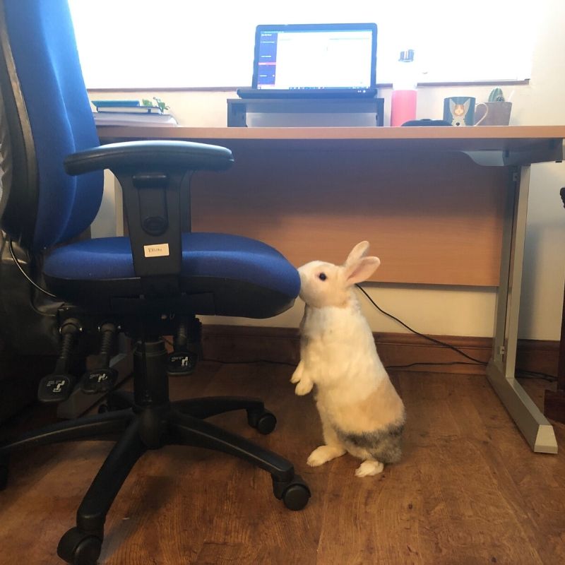 Nia has had to recruit rabbit Dennis due to Midas' disobedience