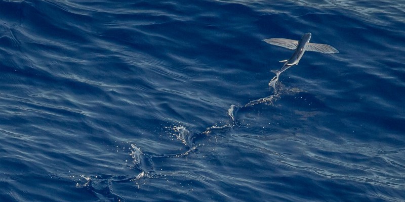 A flying fish takes flight out of the water