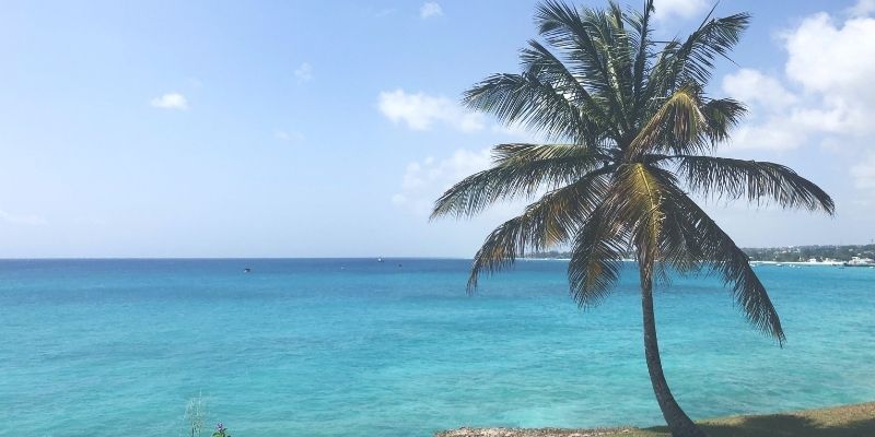 A palm tree on the coast of Barbados