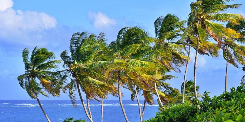 Coconut Trees in Barbados