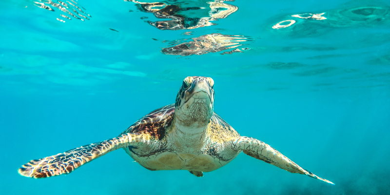 A turtle swimming in Speightstown, Barbados ocean.