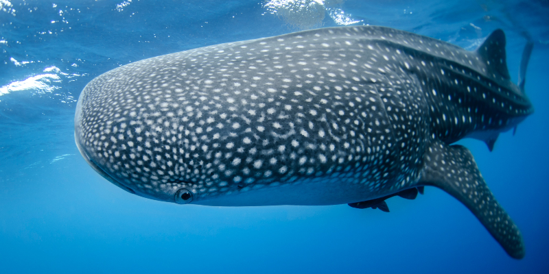 A Whale Shark