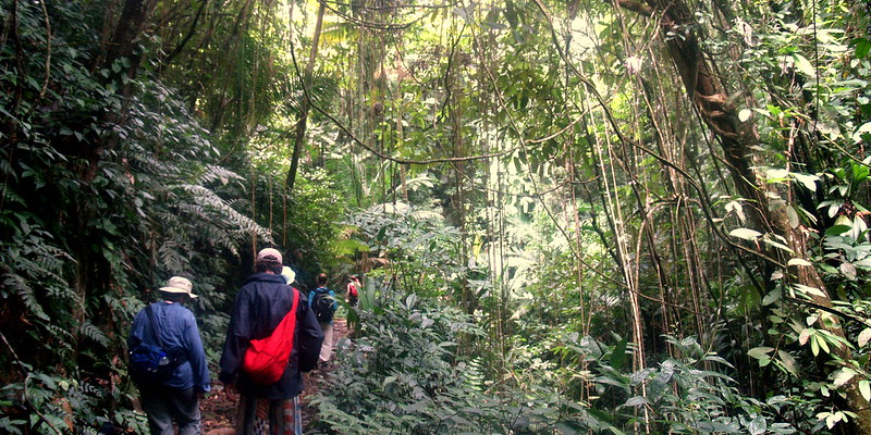 Main Ridge Forest Reserve. Picture Credit:  Aivar Ruukel