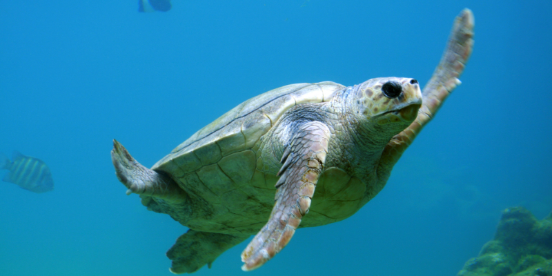 Baby sea turtles