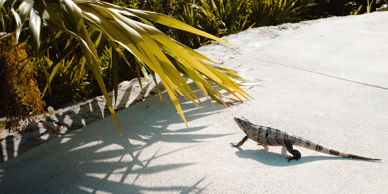 Iguanas can be found in Playa Mujeres