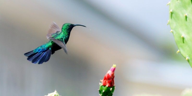 A hummingbird flies near a cactus