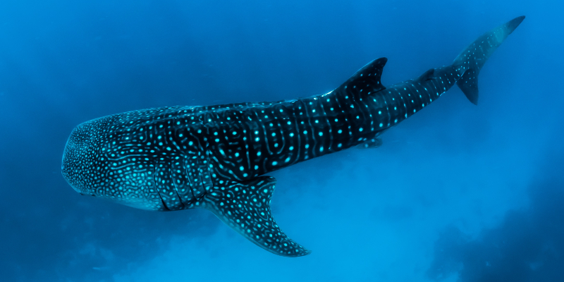 A Whale Shark