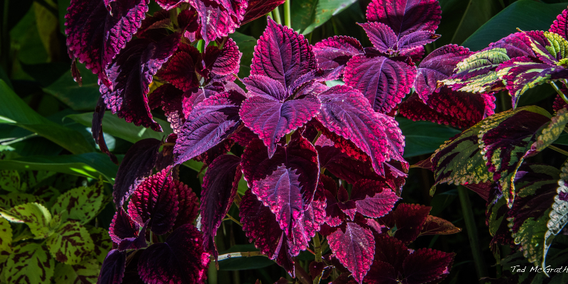 The Vibrant Foliage Found at the Botanical Gardens. Picture By: Ted McGrath