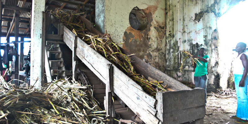Cane is dragged up a ramp for depositing in the mill