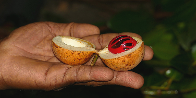 An image of nutmeg