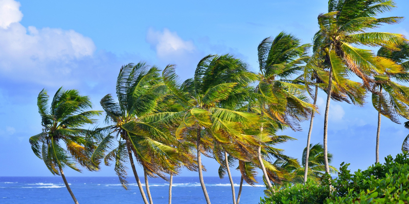 The swaying palm trees in Barbados