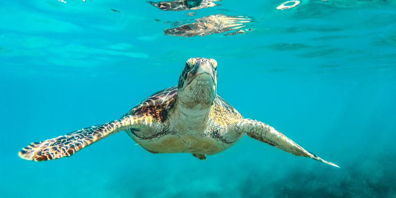 A turtle swimming in Barbados