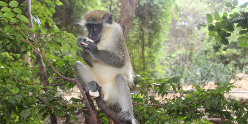 The green monkey can be seen in Barbados