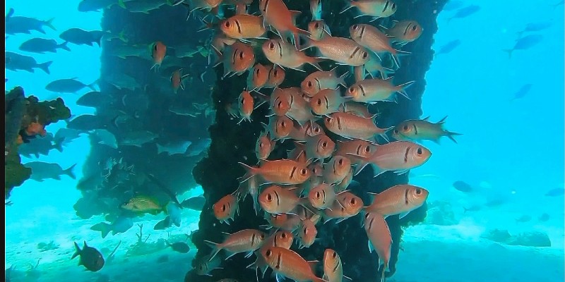 fish in Caribbean Sea 