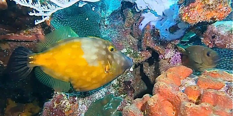 Colourful fish in Barbados
