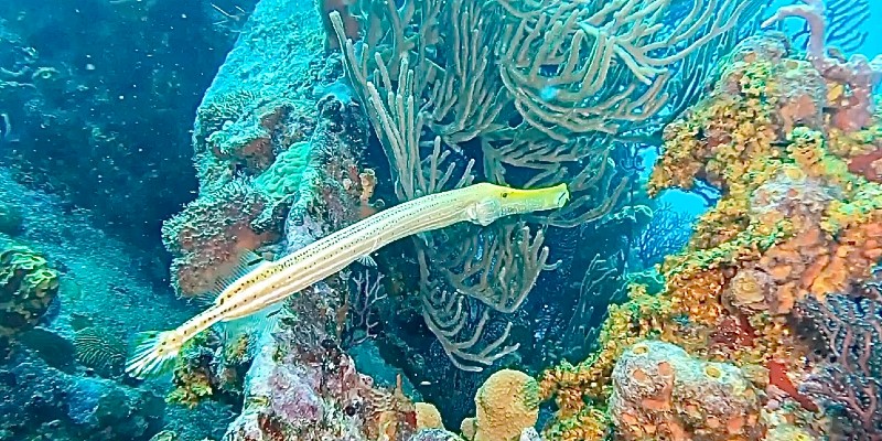 Trumpetfish in Barbados
