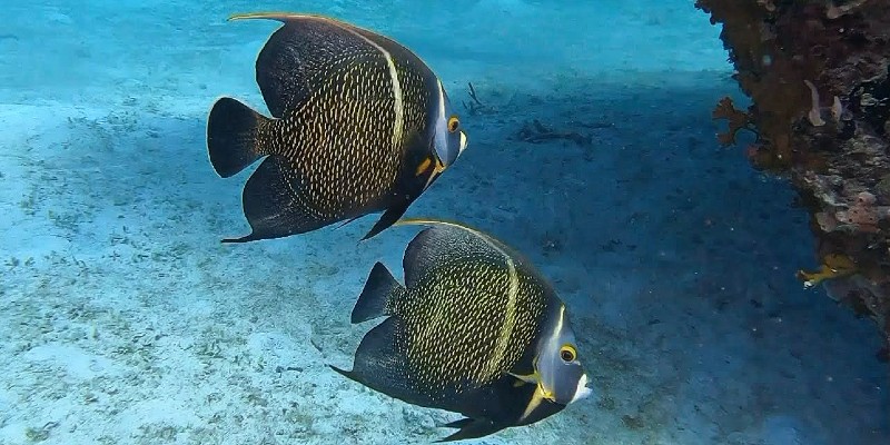 fish in Barbados 