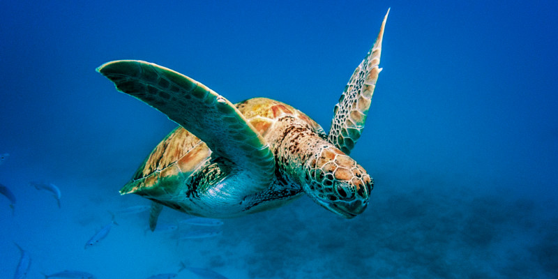 Sea turtles