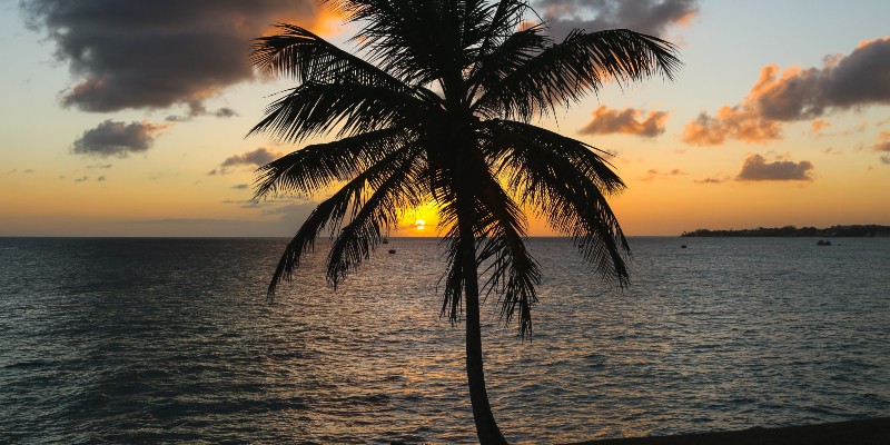 Palm tree in front of a Caribbean sunset