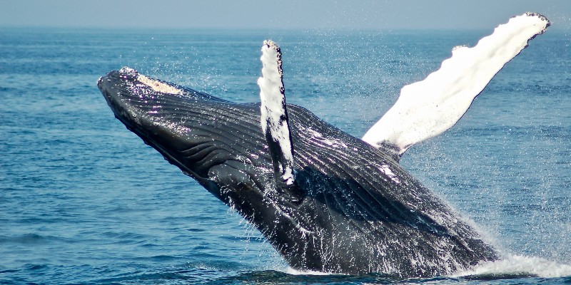 Humpback whale cresting out of the water