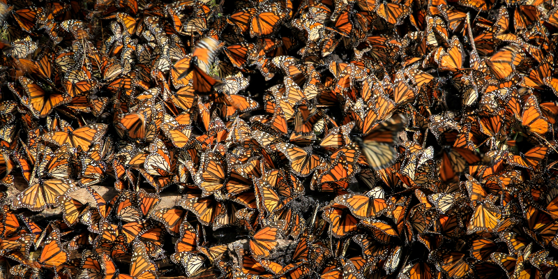 Monarch Butterflies