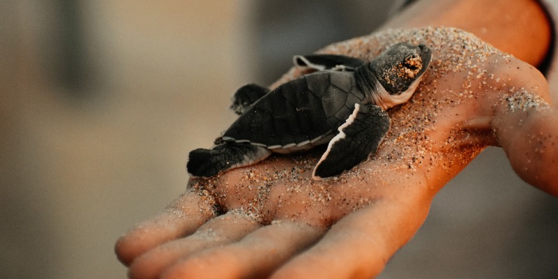 Person holding a baby turtle