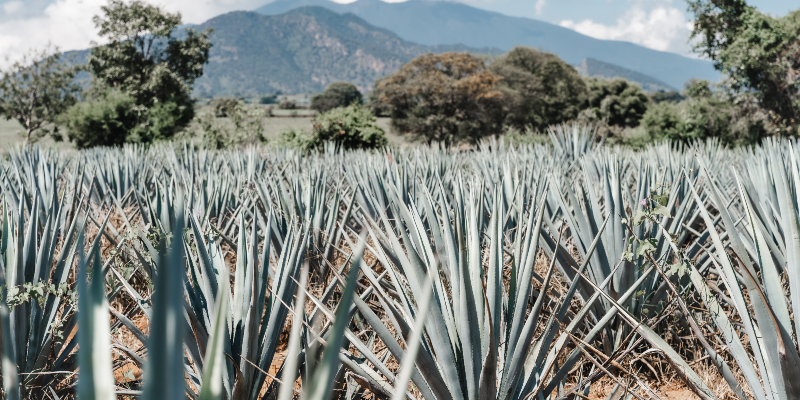 Get ready for your Puerto Vallarta tequila tour. 