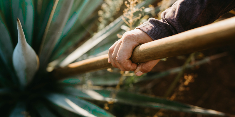 Harvesting the agave plants