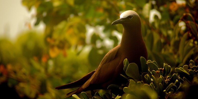 A brown noody in Great Bird Island 