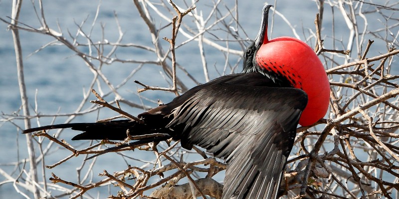 A frigate bird inflating its red chest