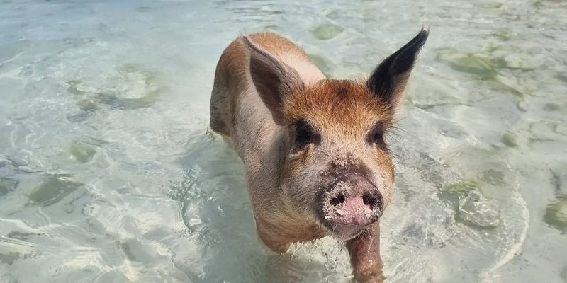 Meeting the Bahamas pigs